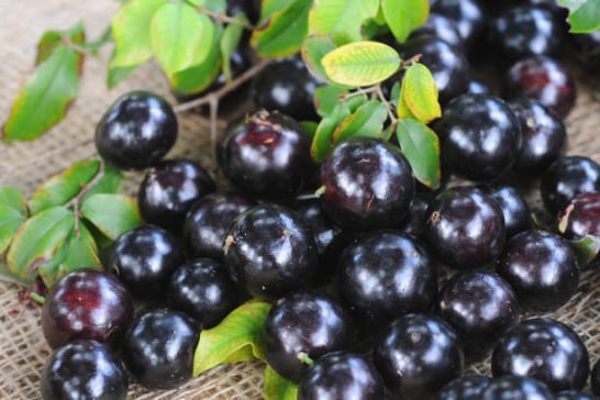 Myrciaria Jaboticaba (Jaboticaba Fruit)